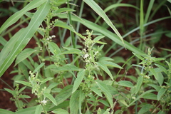 Acalypha lanceolata